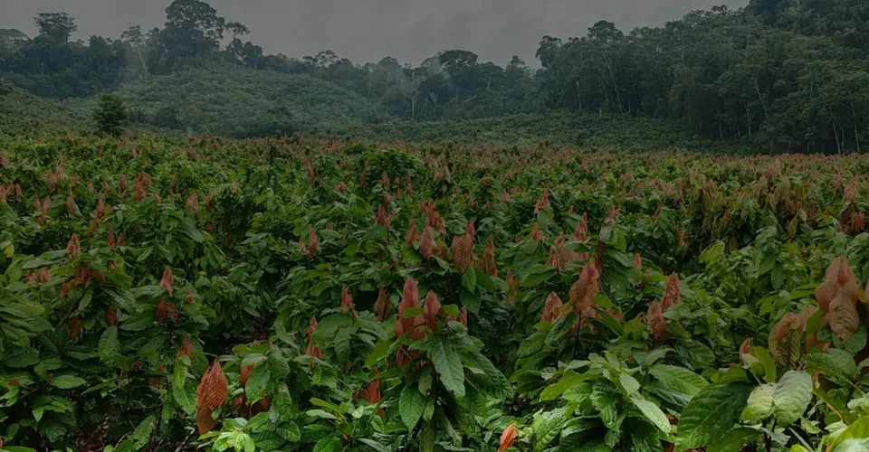 Plantación de cacao en sistema agroforestal en Curimaná, Ucayali