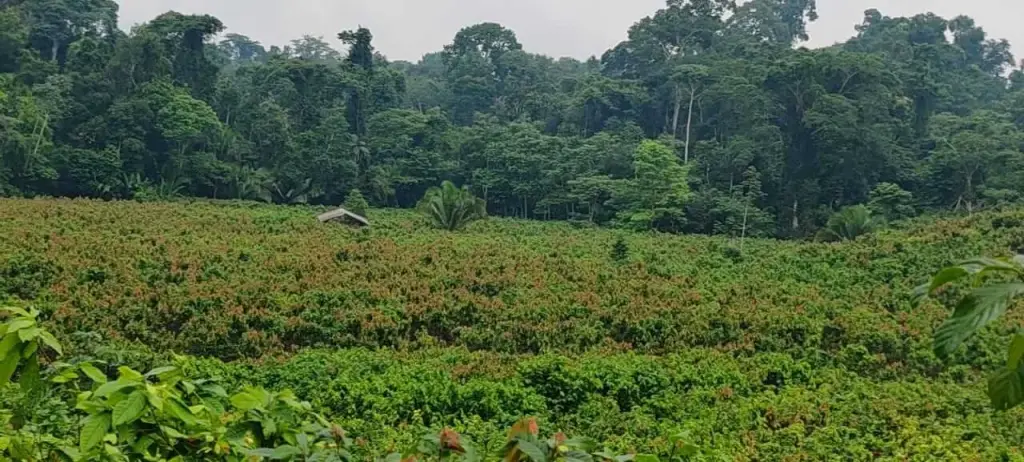 Cacaolandschap in agroforestry in Curimaná