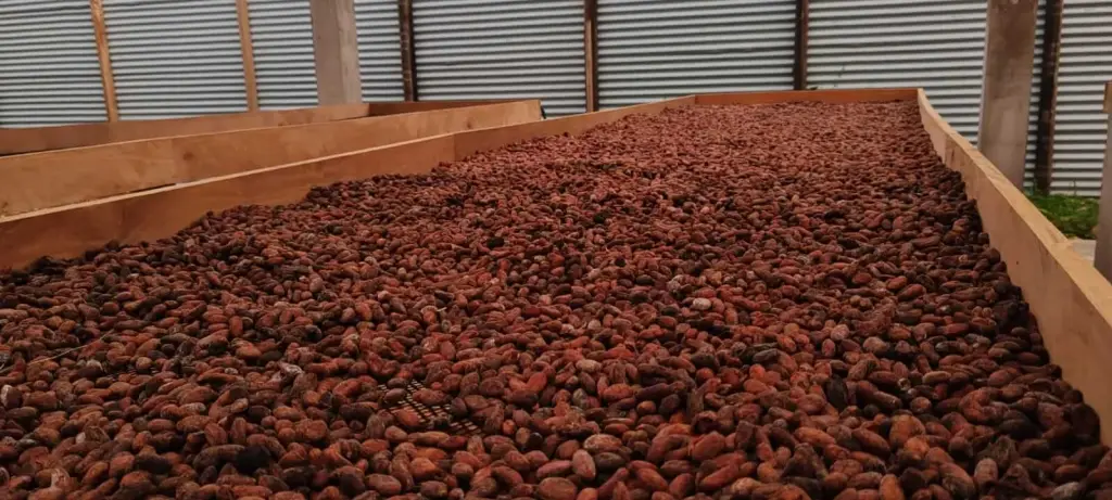 Gefermenteerde en gedroogde cacaobonen