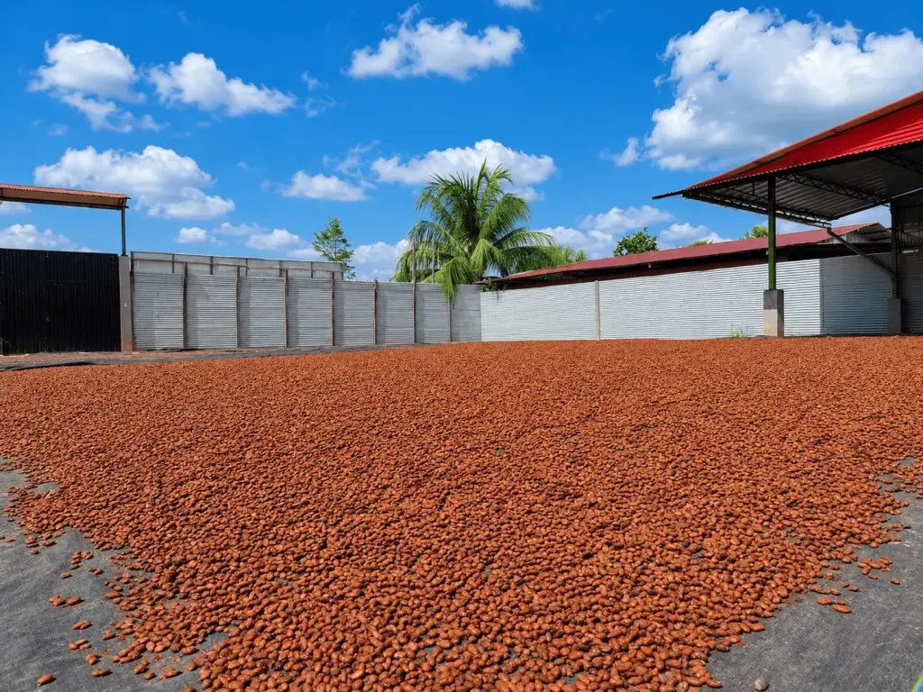 Secado solar de cacao en tendales