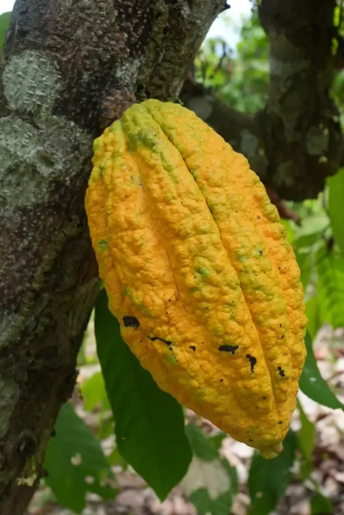 Rijpe cacaopeul van fine flavor cacao