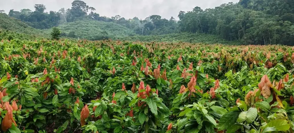 Biologische cacaoplantage in Curimaná