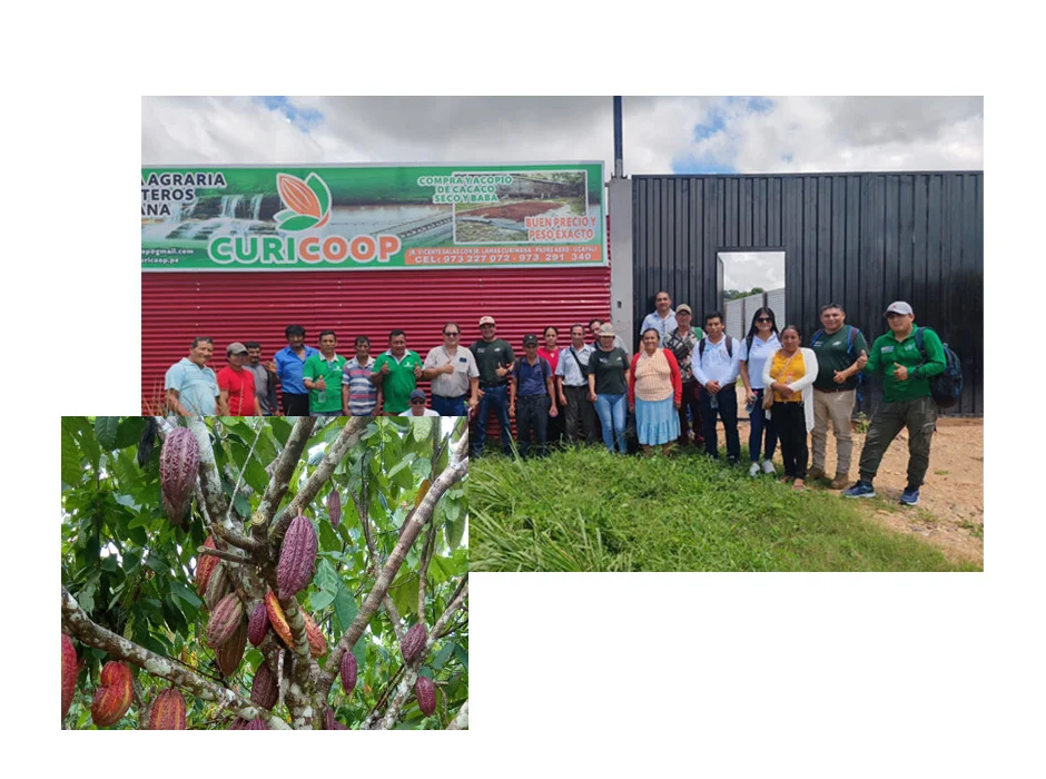 Socios de la Cooperativa Agraria de Cacaoteros de Curimaná